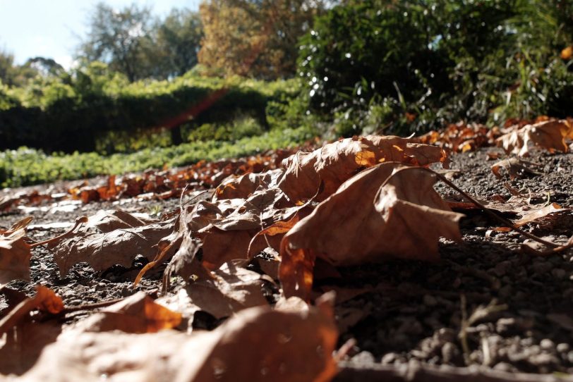 Herbst in Herne