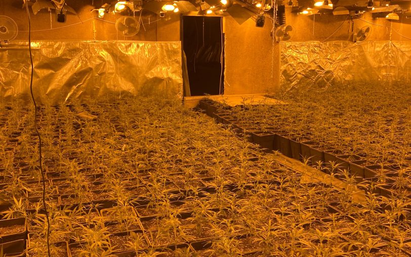 Eine der illegal betriebenen Cannabiasplantagen.
