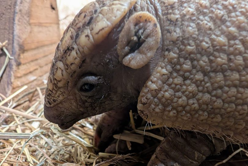 Gürteltiernachwuchs im Tierpark Bochum.