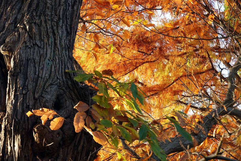 Herbstimpressionen.