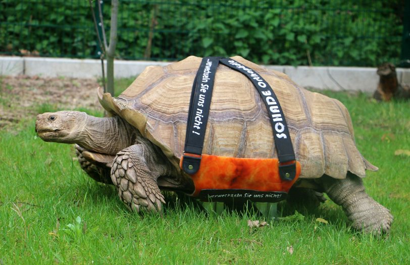 Schildkröte Helmuth kann sich dank einer Gehhilfe wieder fortbewegen.