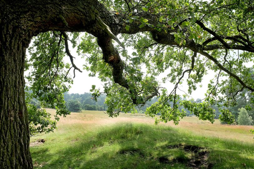 Naturschutzgebiet Westruper Heide