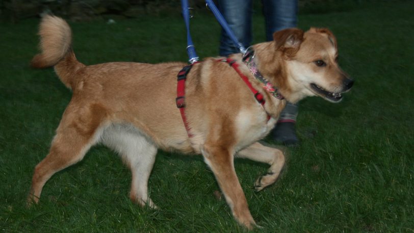Gottesdienst mit Hundewanderung.
