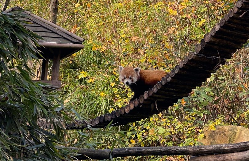 Kleiner Panda Akeno wohnt nun in der Zoom Erlebniswelt.
