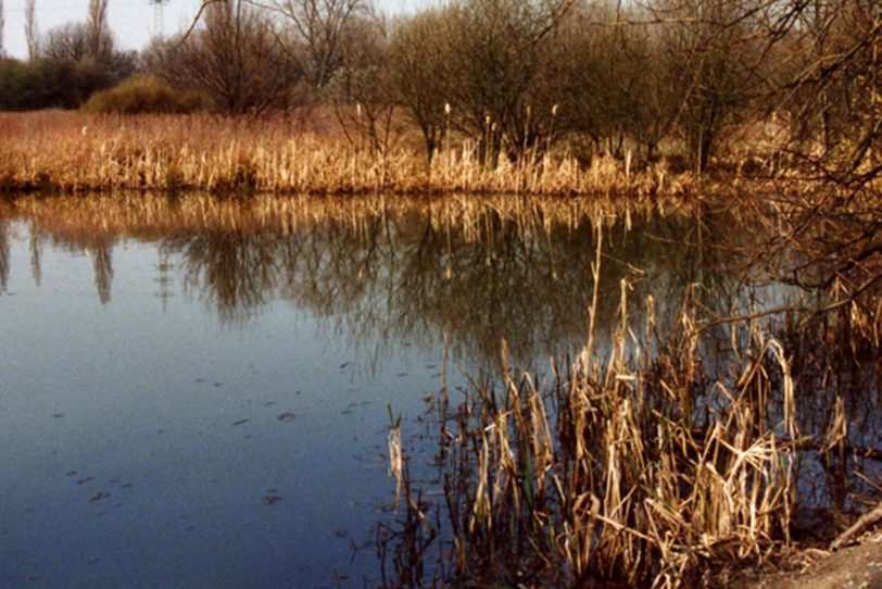 Im Naturschutzgebiet Voßnacken sind derzeit Wege überschwemmt (Archivfoto).