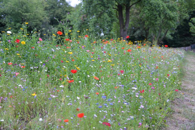 Wildblumen-Wiese auf dem ehemaligen Sportplatz im Gysenbergwald.