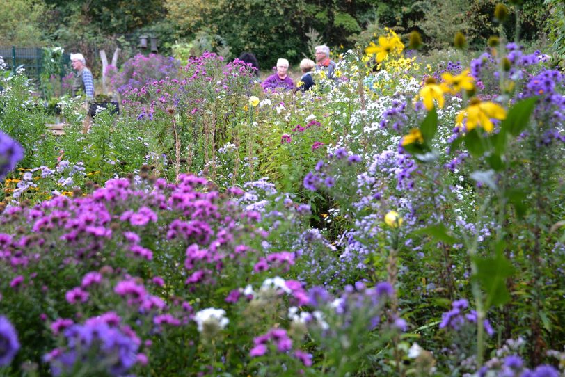 Blühwiese im Garten der Natur.