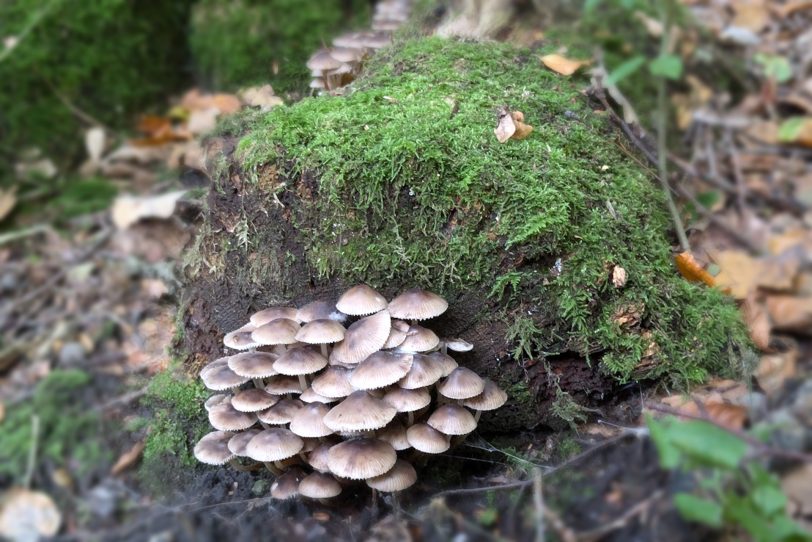 Herbstlicher Spaziergang im Gysenberg-Wald. Einzelne Jogger, Spaziergänger mit und ohne Hund, mit Pferd oder Kinderwagen genießen im Oktober 2024 eine kleine Auszeit vom hektischen Alltag.