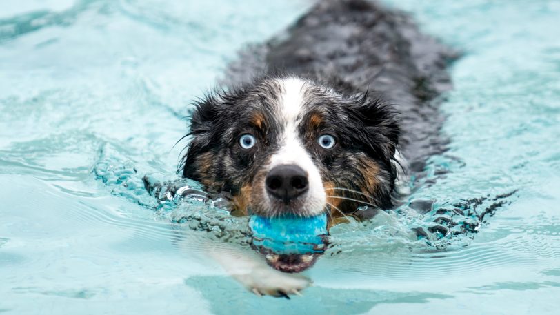 Das 4. Herner Hundeschwimmen am Samstag und Sonntag (14./15.10.2023) im Südpool.