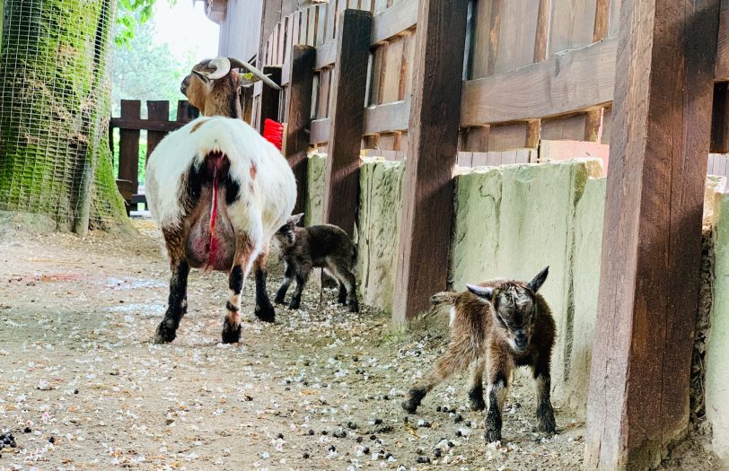 Zwei Ziegen sind im Eickler Mini-Zoo geboren.