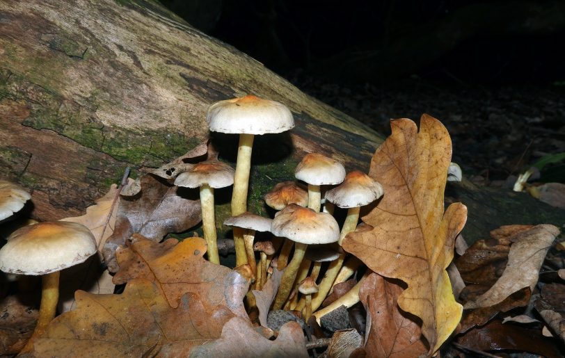 Herbstimpressionen.