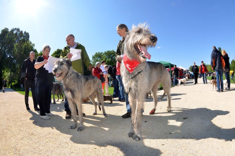 Die Beziehung zwischen Hund und Mensch – ist sie kompliziert?