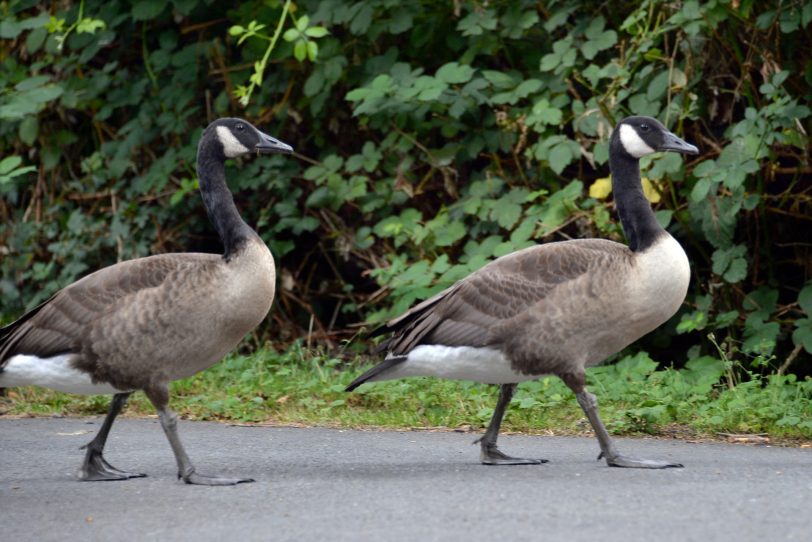 Kanada-Gänse im Revierpark Gysenberg.