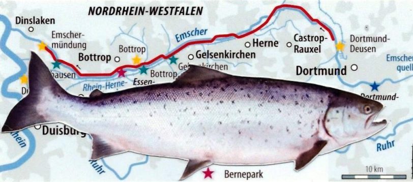 Lachse in der Emscher.