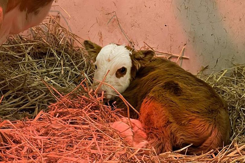 Nachwuchs im Zoom Gelsenkirchen: Das Hinterwälder Rind 