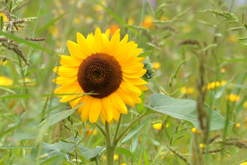 Im Juli gab es zehn Sommertage mit Höchsttemperaturen über 25 Grad und vier Hitzetage, an denen das Thermometer Temperaturen zum Teil deutlich über 30 Grad anzeigte.