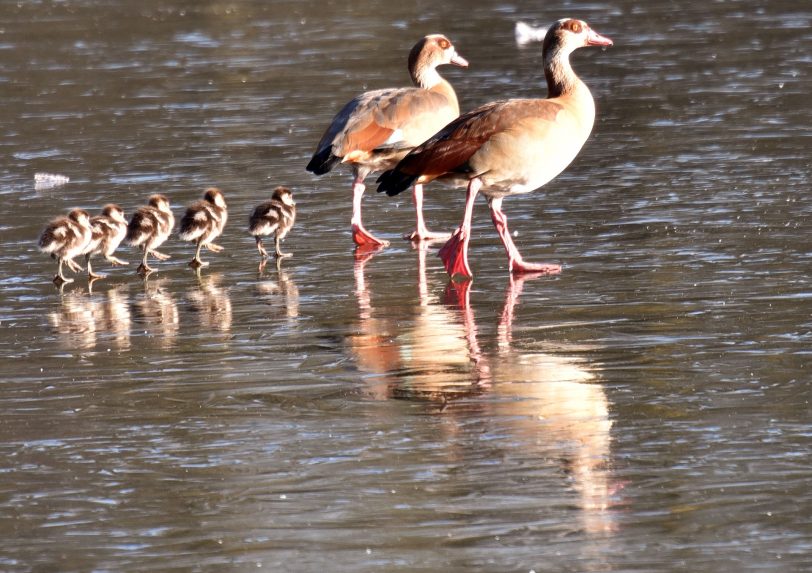 Gänsemarsch im Schlosspark Herten.