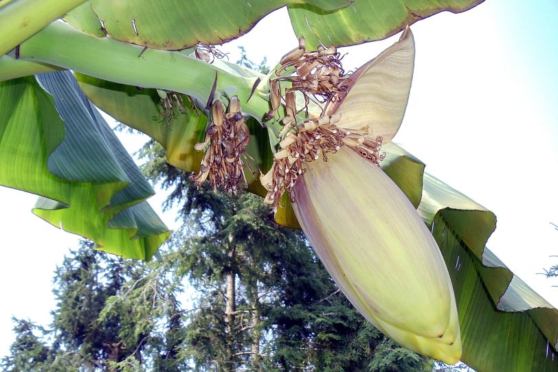 Wenn der Fruchtstand die Blätter öffnet, kommen kleine Bananenbündel zum Vorschein.