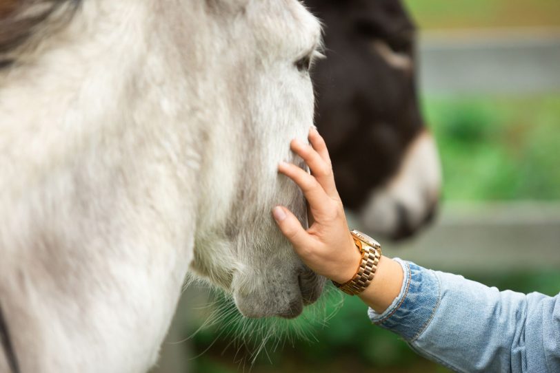 Tiere wie Esel Friedemann helfen in der LWL-Klinik Marl-Sinsen jungen Menschen bei Ihrer Genesung.