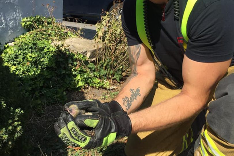 Ein Feuerwehrmann hält eines der Küken in seinen Händen.