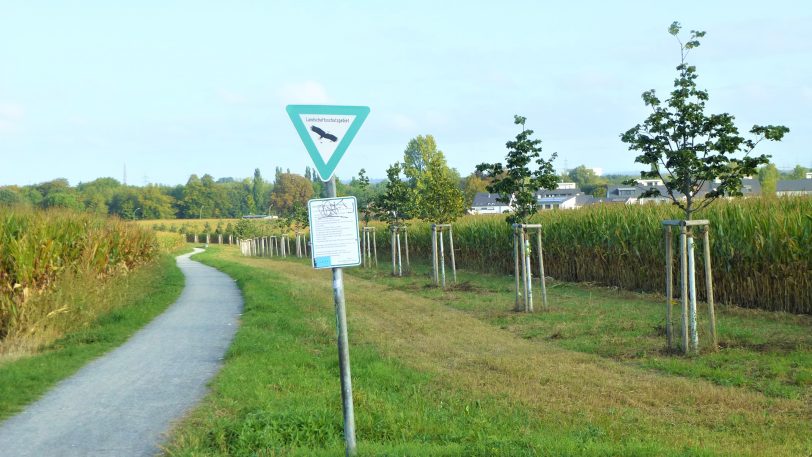 Geplante Corona-Linde soll am Feldweg 