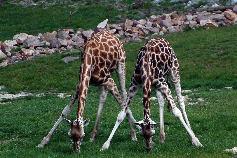 Giraffen in der Zoom-Erlebniswelt in Gelsenkirchen.