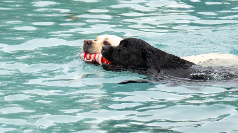 Das 4. Herner Hundeschwimmen am Samstag und Sonntag (14./15.10.2023) im Südpool.