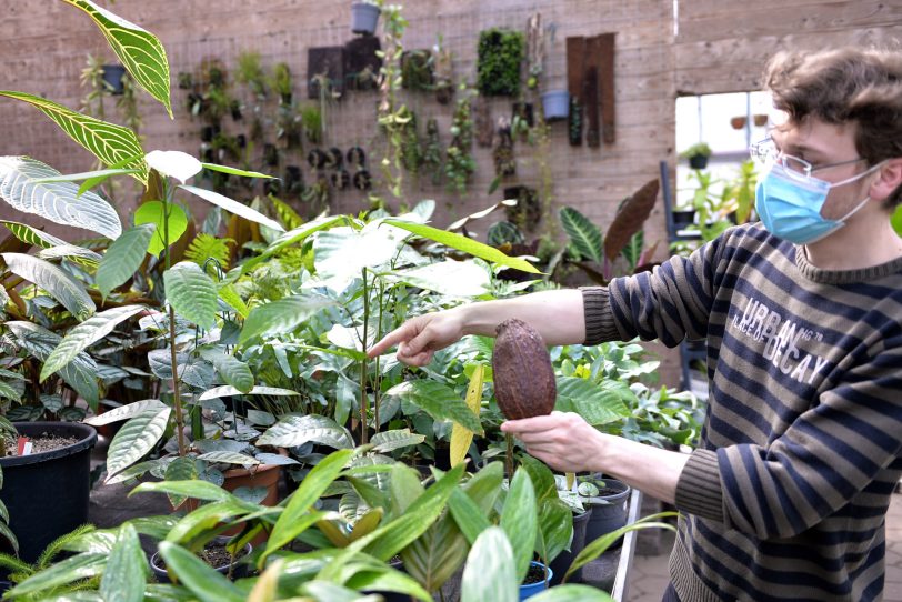 Drei Biologen der RUB eröffneten mit &amp;amp;amp;amp;#039;Jungle Leaves&amp;amp;amp;amp;#039; einen etwas anderen Pflanzenladen an der Stadtgrenze. im Bild: Nils Schmitz der Experte für Ameisenpflanzen, tropische Nutzpflanzen und Mangroven - mit der Schale einer echten Kakaopflanze.