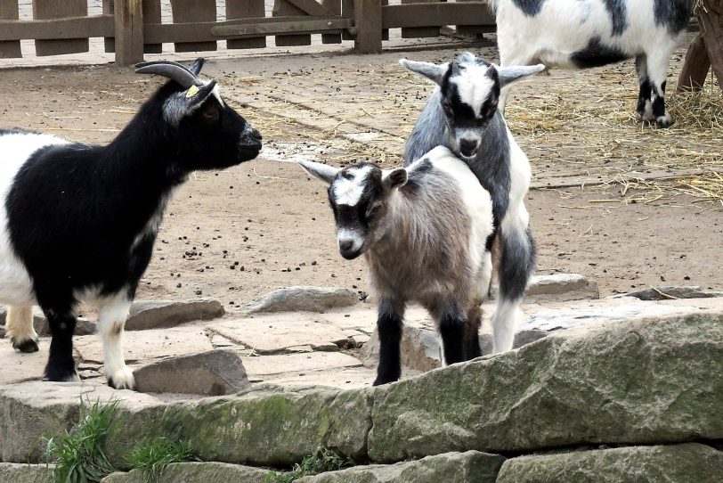 Gisela und Elvira im Minizoo Eickel.