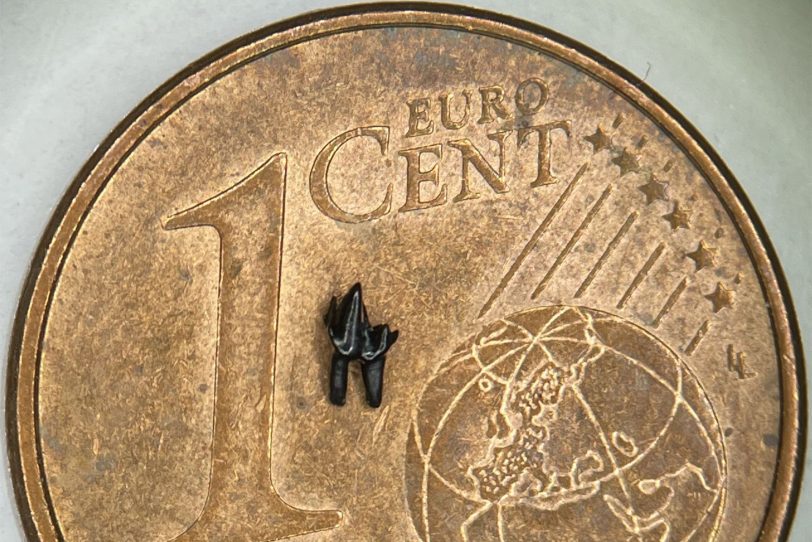 Der einzelne Backenzahn eines spitzmausgroßen Säugetiers, das in Westfalen vor 125 Millionen Jahren gelebt hat, gehört zur Gruppe der Tribosphenida.