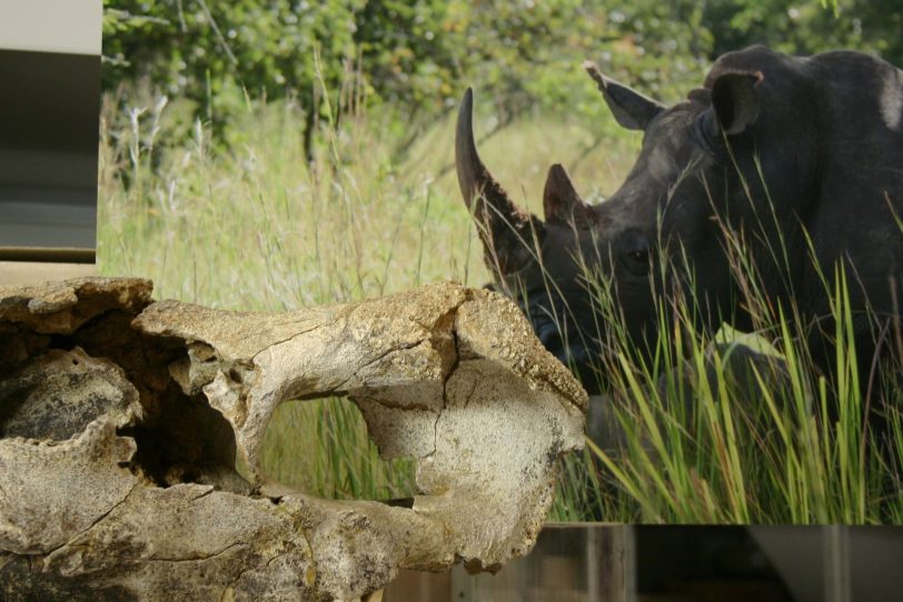 200.000 Jahre alte Schädel eines Waldnashorn.