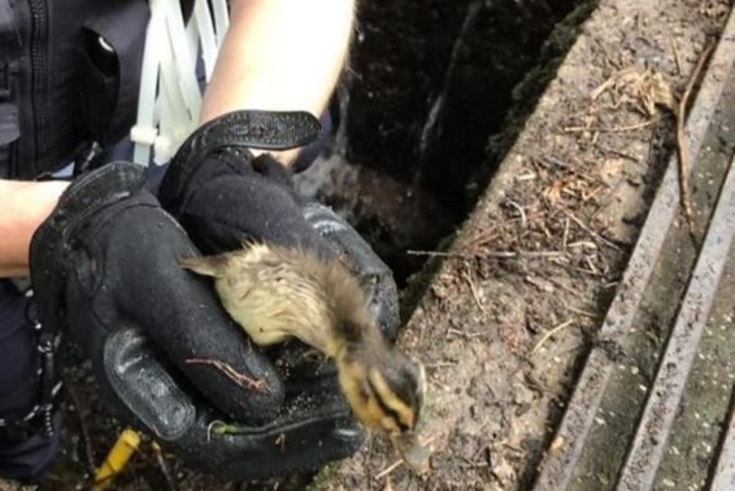 Die Polizei rettete Entenküken aus einem Gully: Vorsichtig half ein Beamter dem Tier aus der misslichen Lage.
