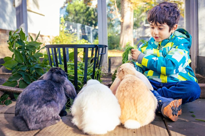 Neuzuwachs für die Kinder in der St. Elisabeth Gruppe: Die Kaninchen Elsa, Hoppel und Fritzi.
