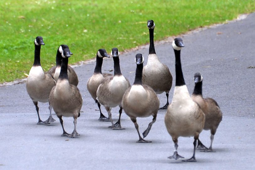 Kanada-Gänse im Revierpark Gysenberg.