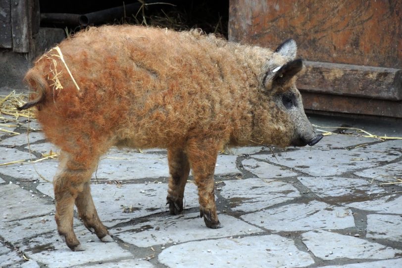 Minizoo Eickel.