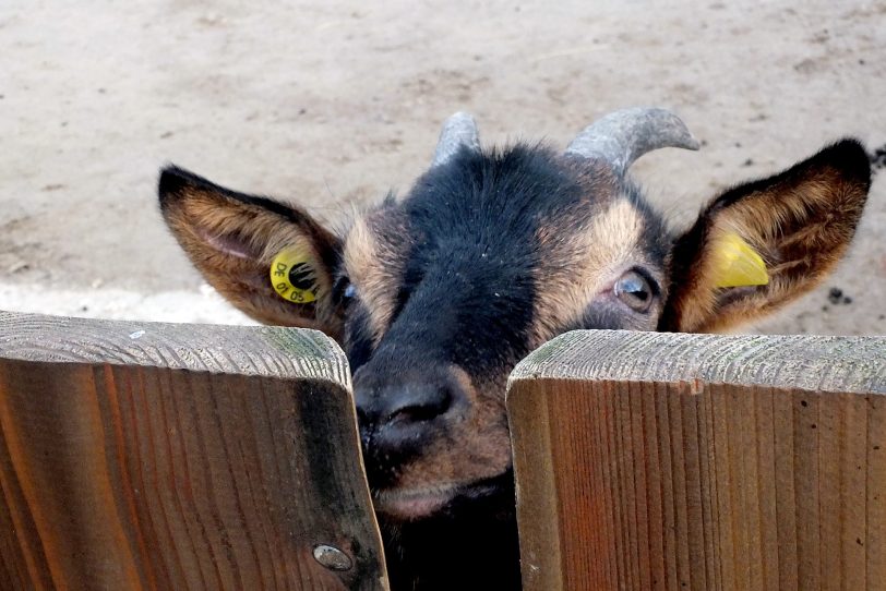Minizoo Eickel.