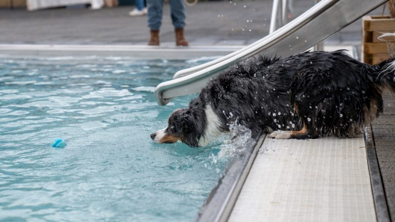 Das 4. Herner Hundeschwimmen am Samstag und Sonntag (14./15.10.2023) im Südpool.