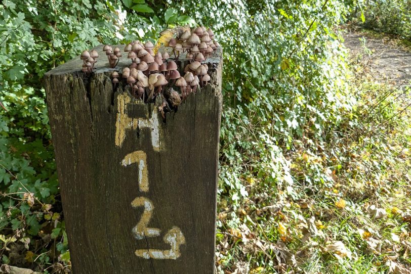 Herbstlicher Spaziergang im Gysenberg-Wald. Einzelne Jogger, Spaziergänger mit und ohne Hund, mit Pferd oder Kinderwagen genießen im Oktober 2024 eine kleine Auszeit vom hektischen Alltag.