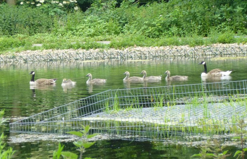 Während der Bürgersprechstunde von Mathias Grunert berichtete Stadtgrün-Mitarbeiter Thilo Sengupta von einer zusätzlichen Uferbepflanzung am Ostbachteich.