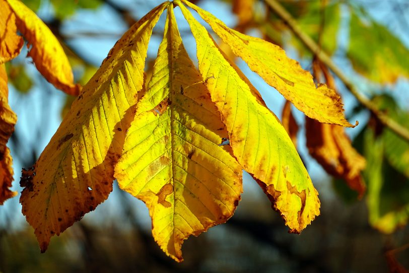 Herbstimpressionen.