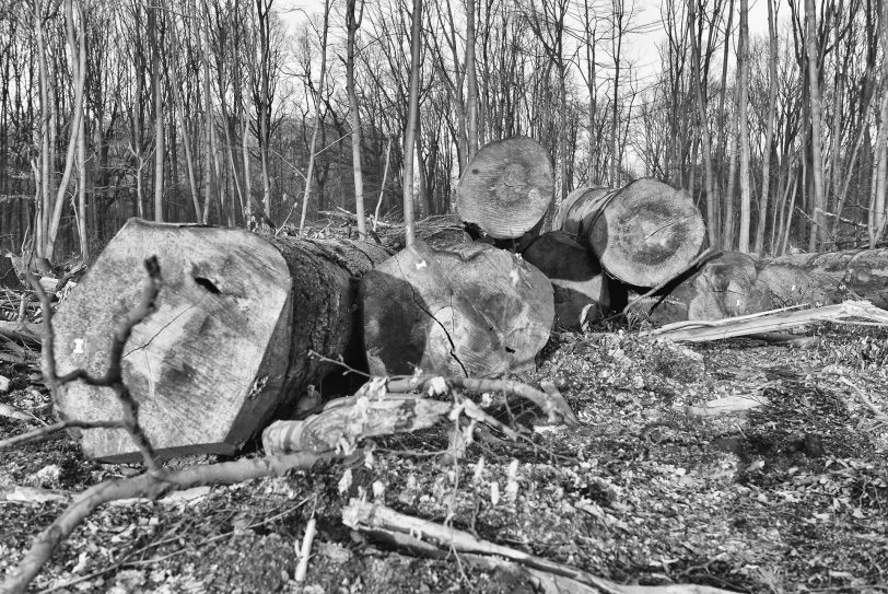 Stürme zerstörten die Wälder.