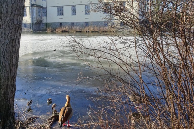 Nilgänse mit ihrem Nachwuchs auf der Schlossgräfte.