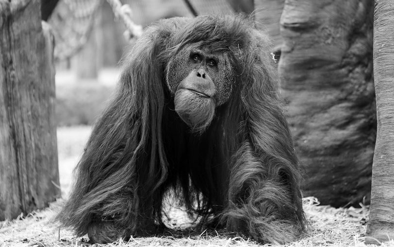 Die ZOOM Erlebniswelt trauert um Sumatra-Orang-Utan Schubbi.