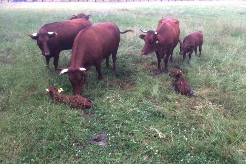 Rotes Höhenvieh wird in Herne angesiedelt.