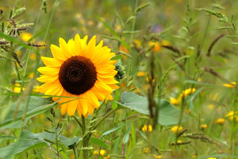 Sonnenblumen auf dem Kreisverkehr Dorneburg.
