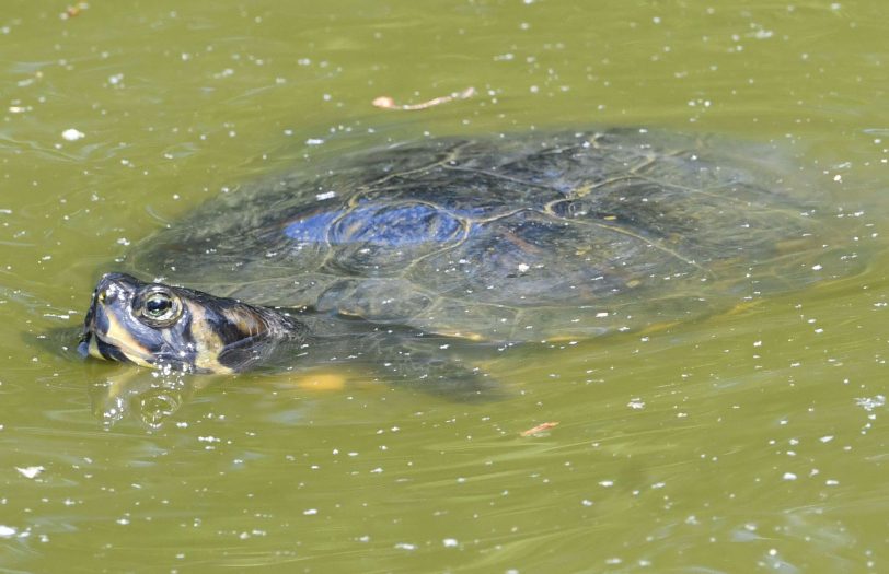 Wasservögel, Vögel und eine Schildkröte an den Teichen rund um das Schloss Herten.