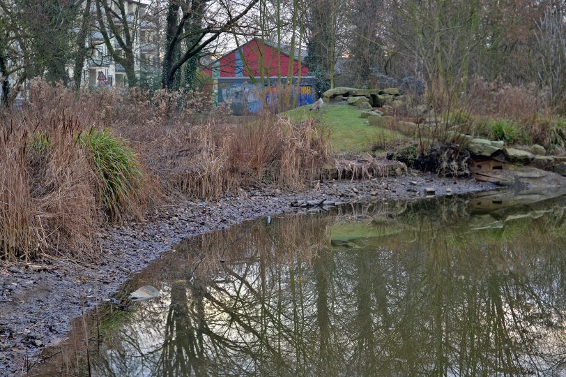 Februar 2026: Wieder Wasserverlust. Im Sommer 2025 wurde die Teichanlage im Florapark aufwendig repariert.