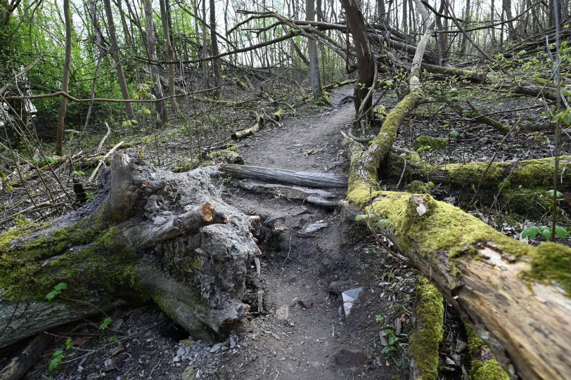 Die Trails im Wald hinter der Hügelstraße sind nicht immer von Menschen gemacht.