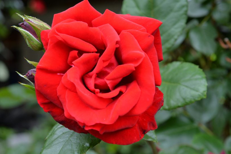 Die Rose, ein Zeichen der Liebe.