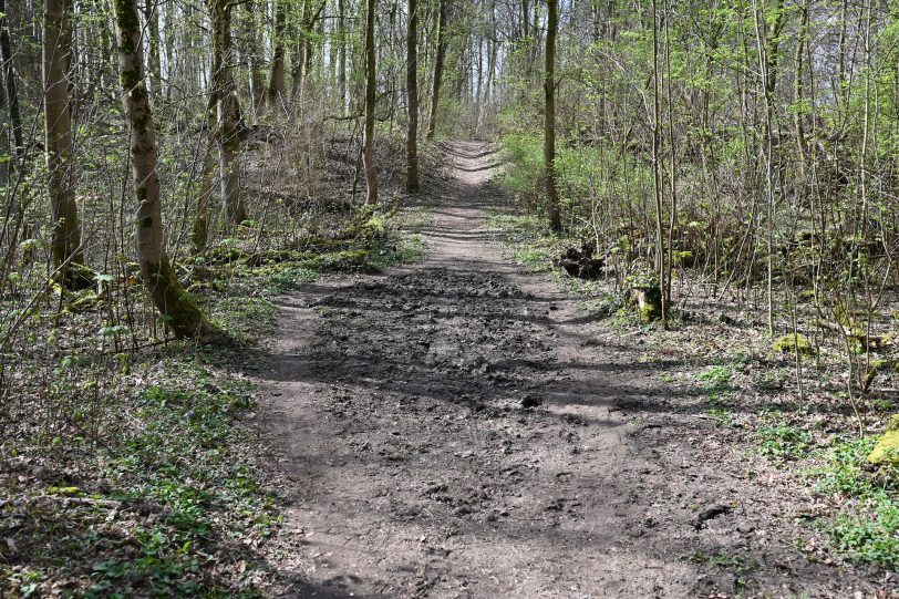 Der Reitweg im Waldstück hinter der Hügelstraße.